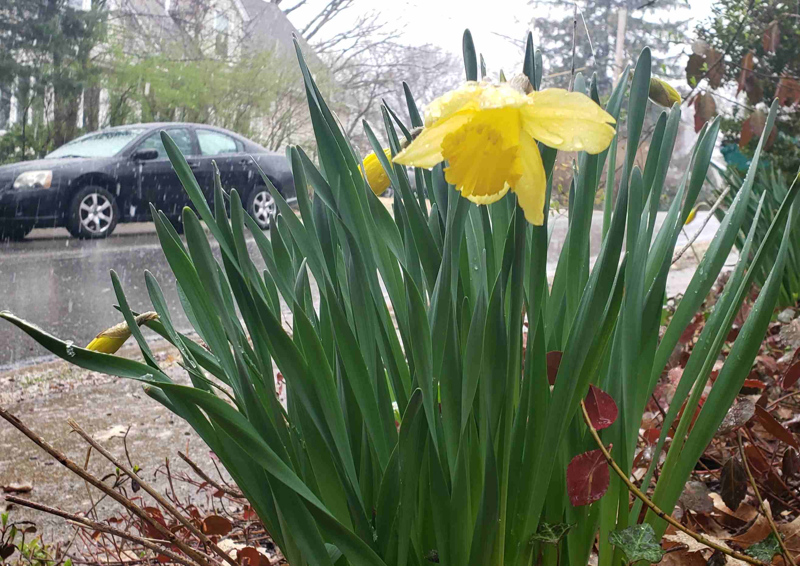 2020-03-22 Snowing on Daffodils.jpg